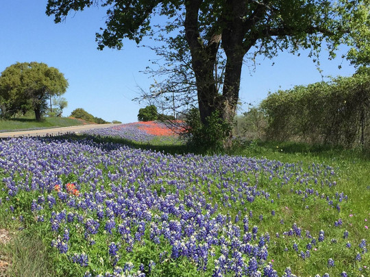 Bluebonnet Trail-Llano必去景点