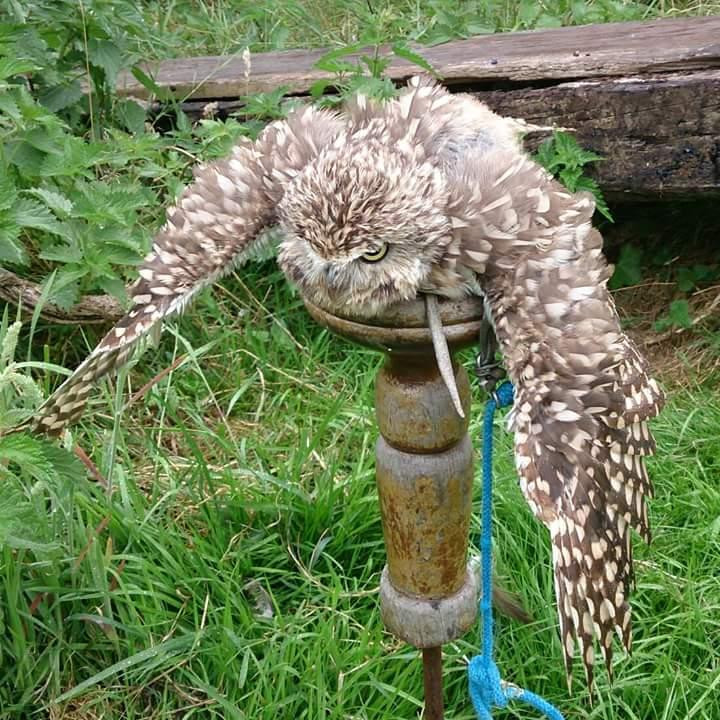 Sussex Falconry景点图片