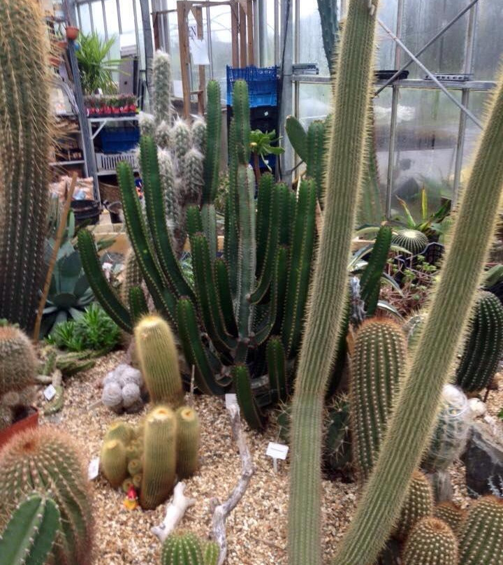 Cactus Shop-Winkleigh必去景点