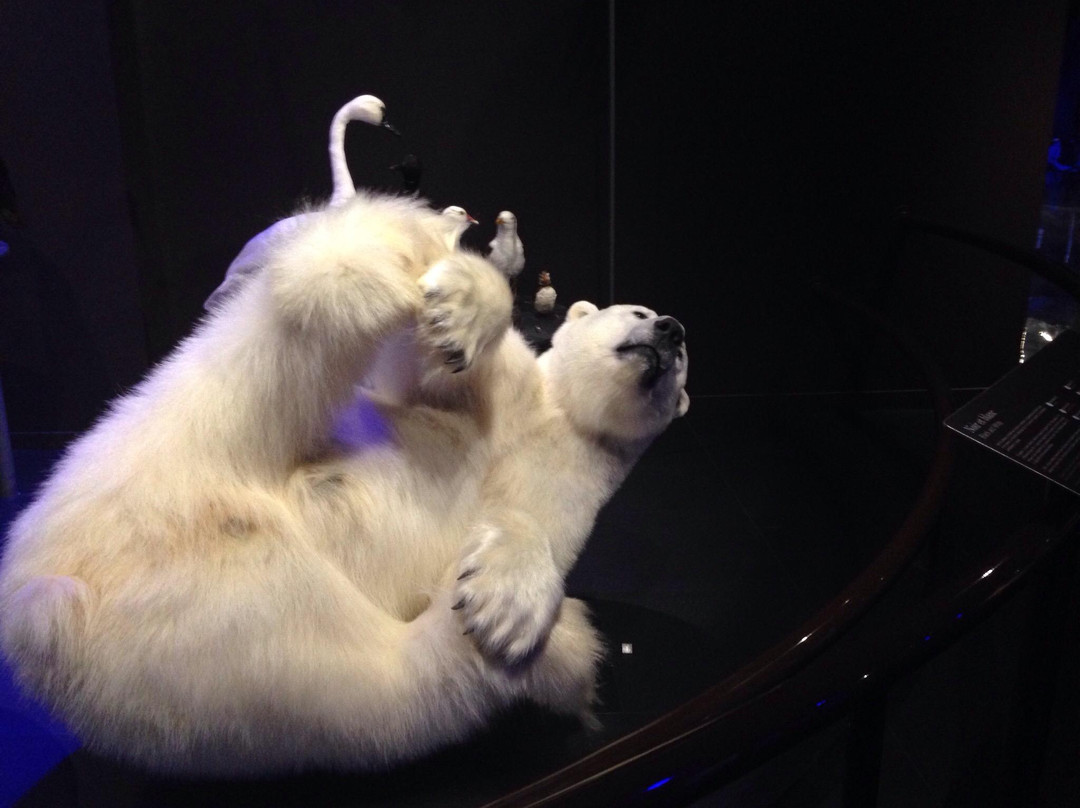 Musee de la nature et des sciences-舍布鲁克必去景点