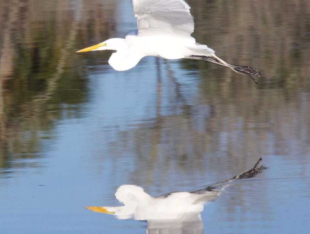 Indian River County wetlands景点图片