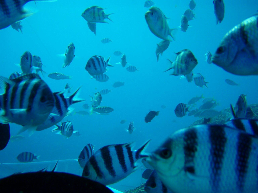 Seawalker Tours-Piti必去景点