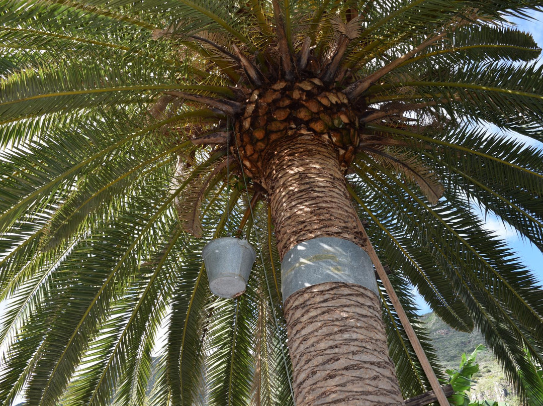 Jardin de Frutas Tropicales-Valle Gran Rey必去景点