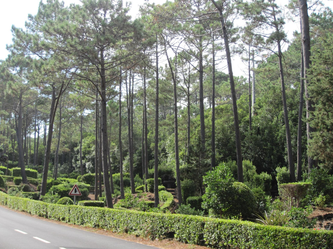 Parque Florestal de Sao Joao景点图片