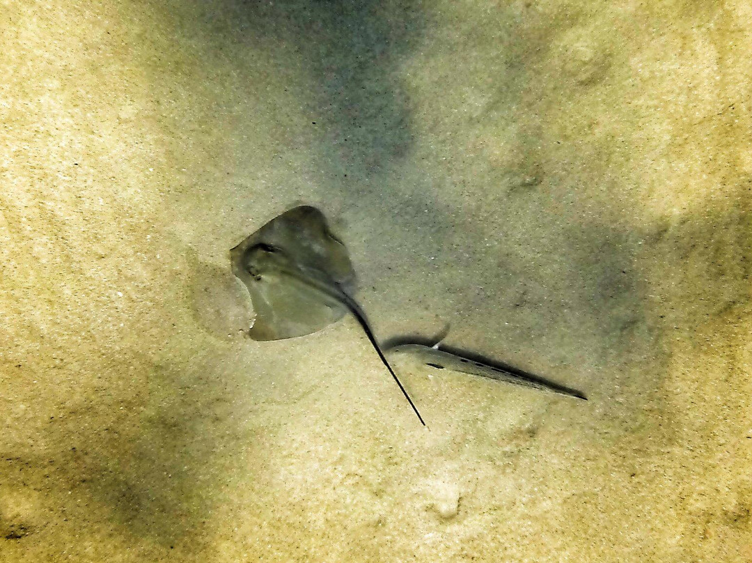 Sea Horse Scuba Diving Centre景点图片