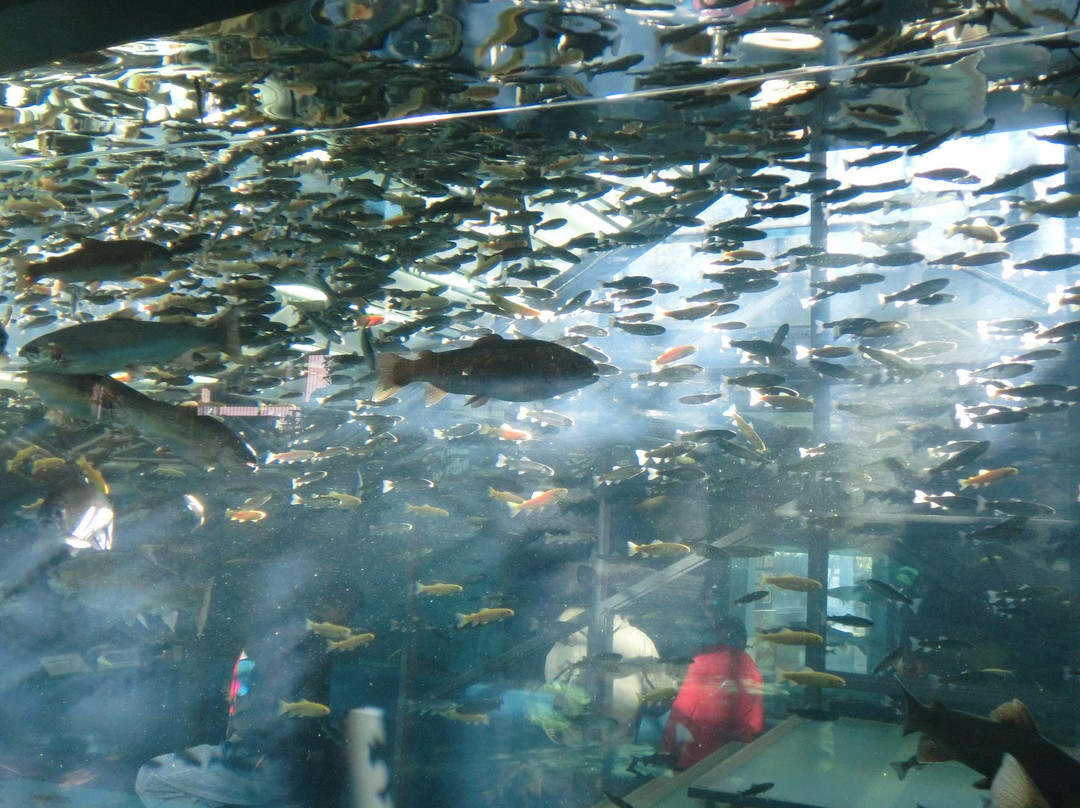 Sakana Park-忍野村必去景点