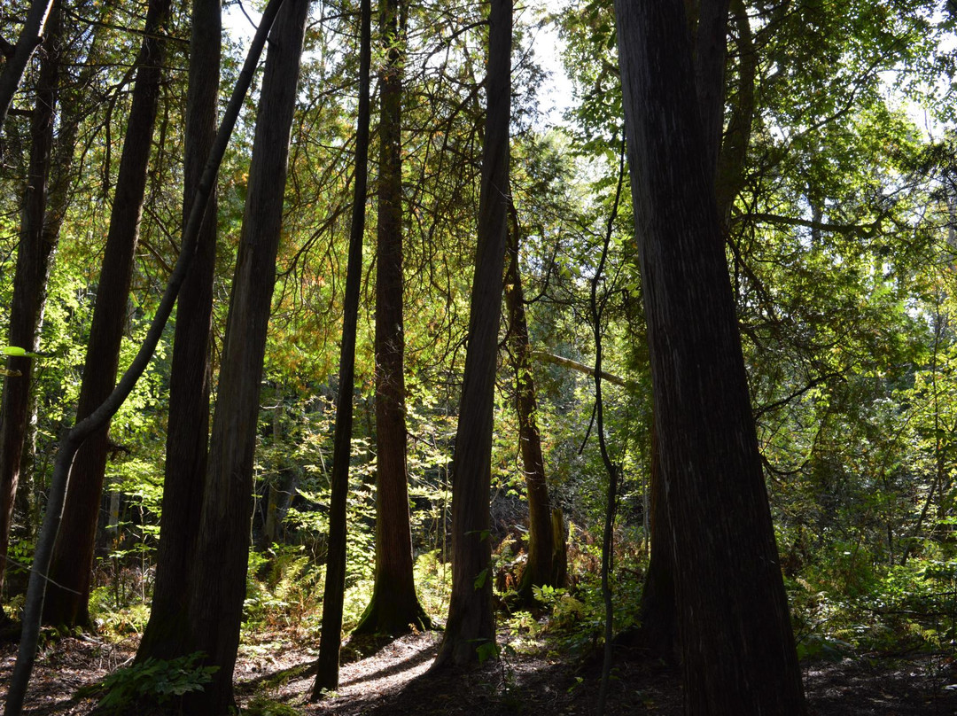 Heber Down Conservation Area-Whitby必去景点