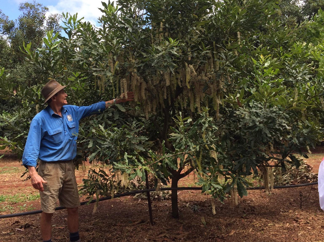 Food Trail Tours-凯恩斯必去景点