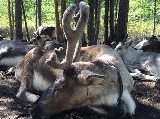 根河敖鲁古雅使鹿部落-根河市必去景点