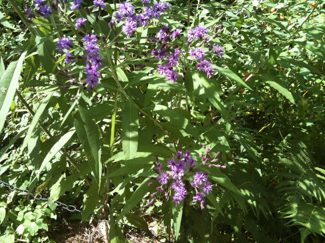 Strawberry Plains Audubon Center景点图片