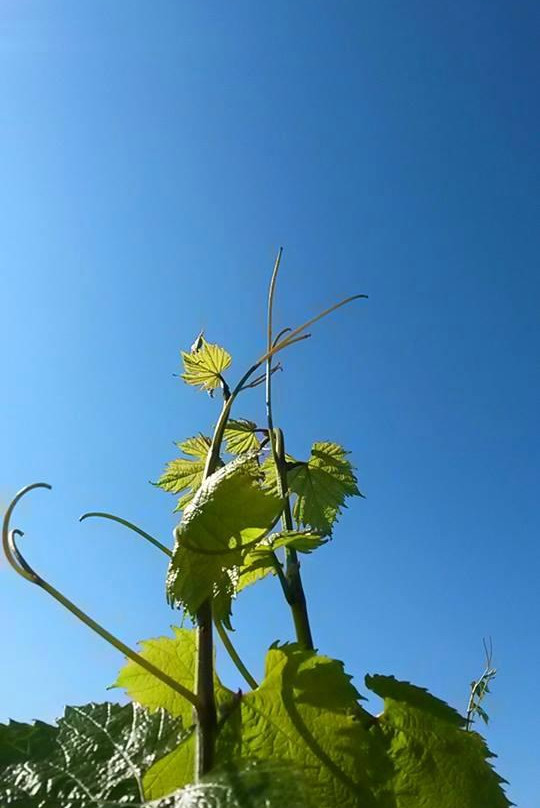 Domaine de la Coche景点图片