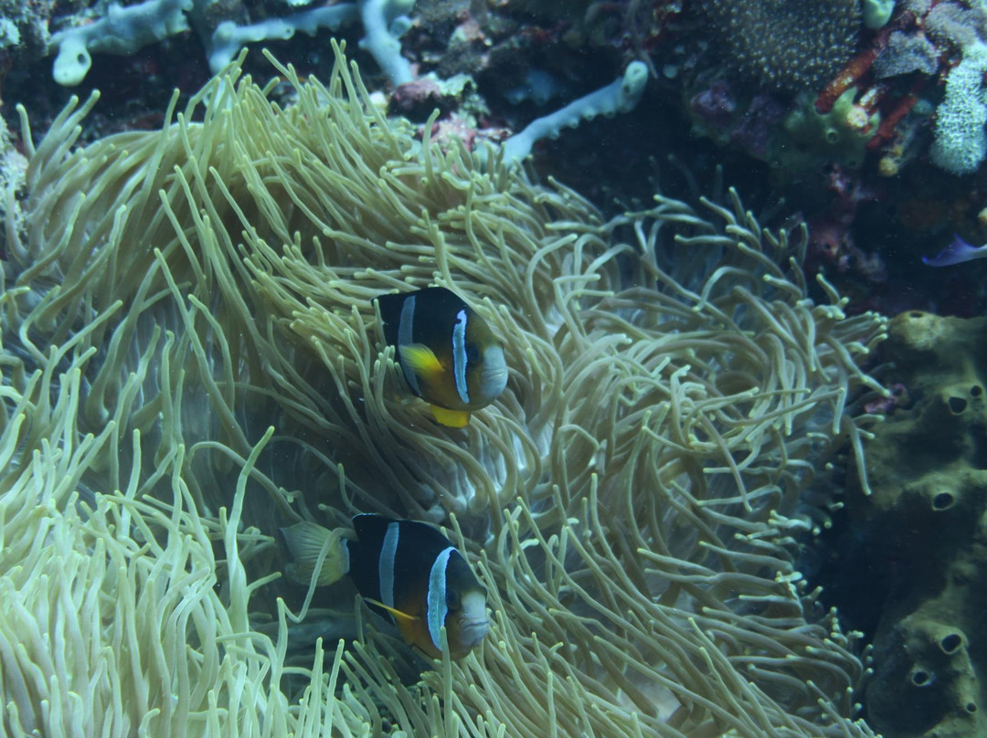 Paradise Diving Bali - Deutsche Tauchschule-登巴萨必去景点