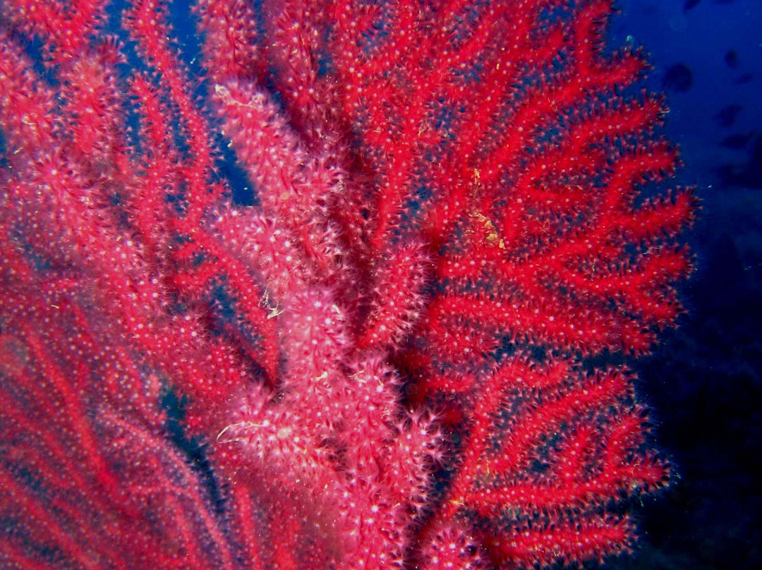 Elba Divers Naregno景点图片
