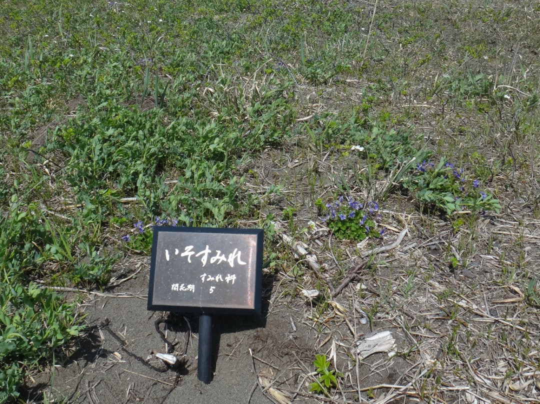 Hamanasuno Oka Park-石狩市必去景点