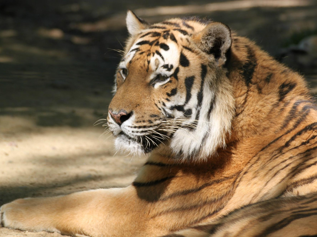 Zoo African Safari景点图片