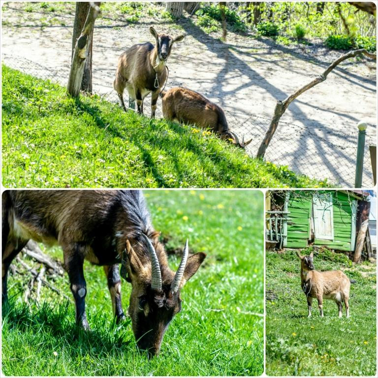 Dekys酒店住宿-Klinger