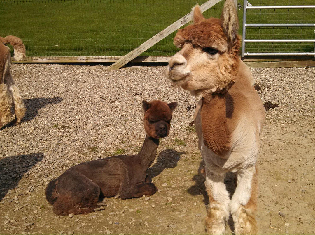 The Alpaca Shack-North Bennington必去景点