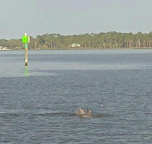 Dolphin Tales-橙色海湾必去景点