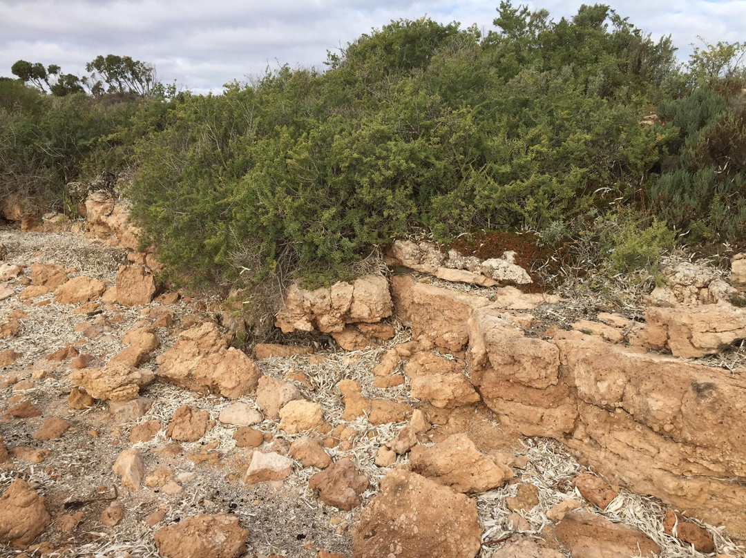 Encounter Walking Trail-Ceduna必去景点