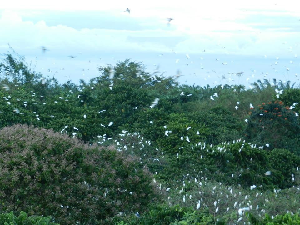 Baras Bird Sanctuary-Tacurong必去景点