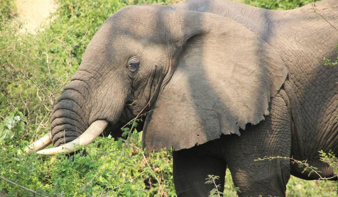 Kwanza Tours-坎帕拉必去景点