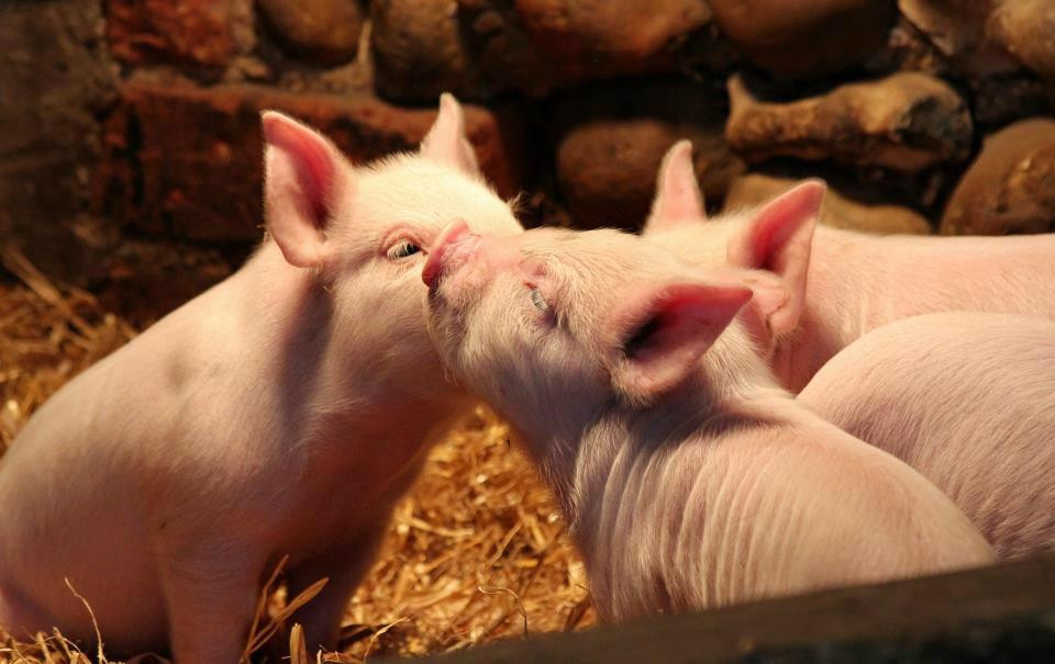 Baylham House Rare Breeds Farm-伊普斯威奇必去景点
