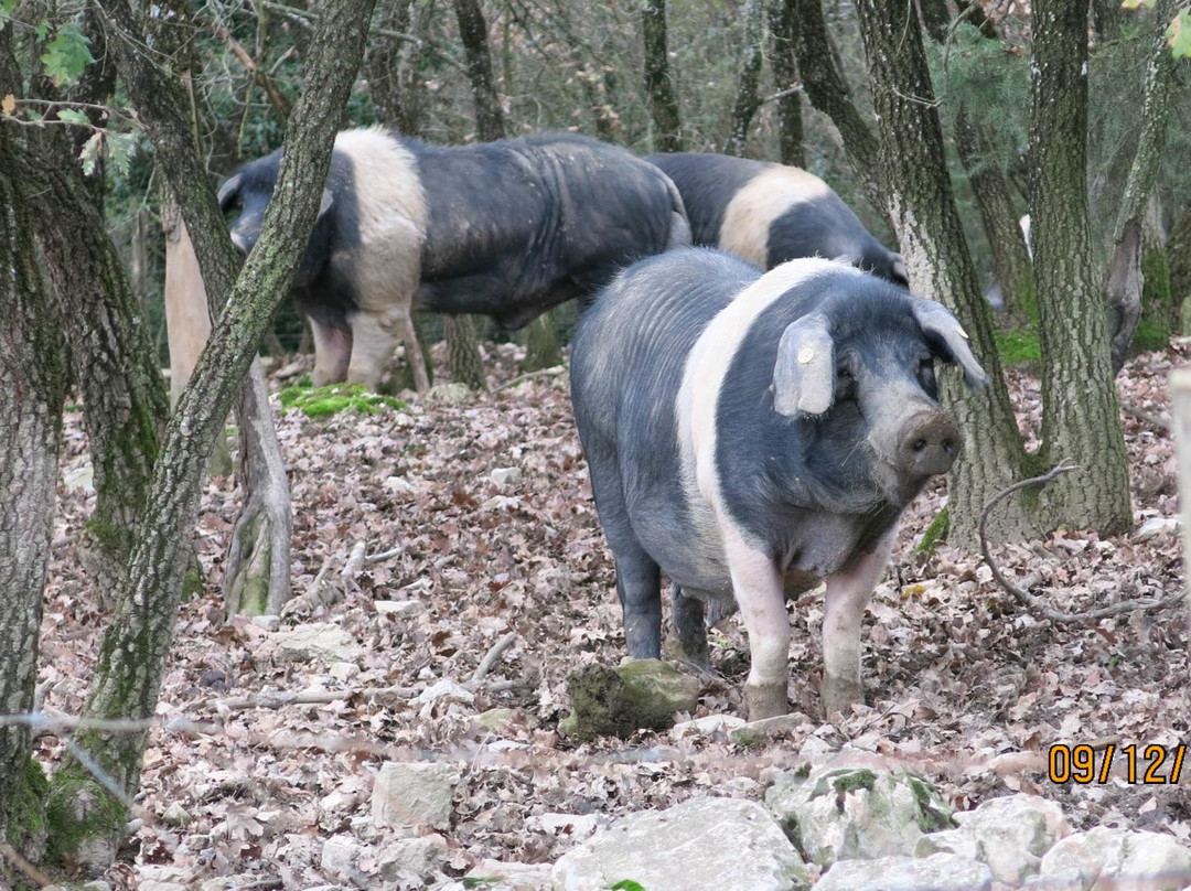Azienda Agricola Casamonti-卡斯特利纳－因基安蒂必去景点