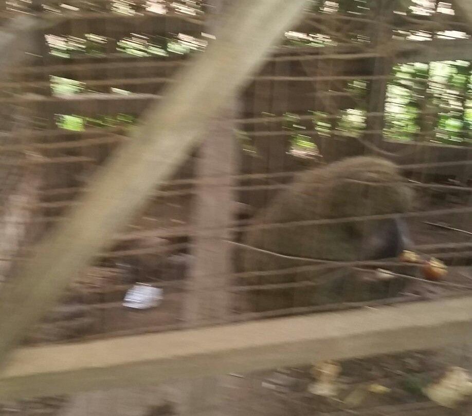 Giraffe Garden Hotel主图