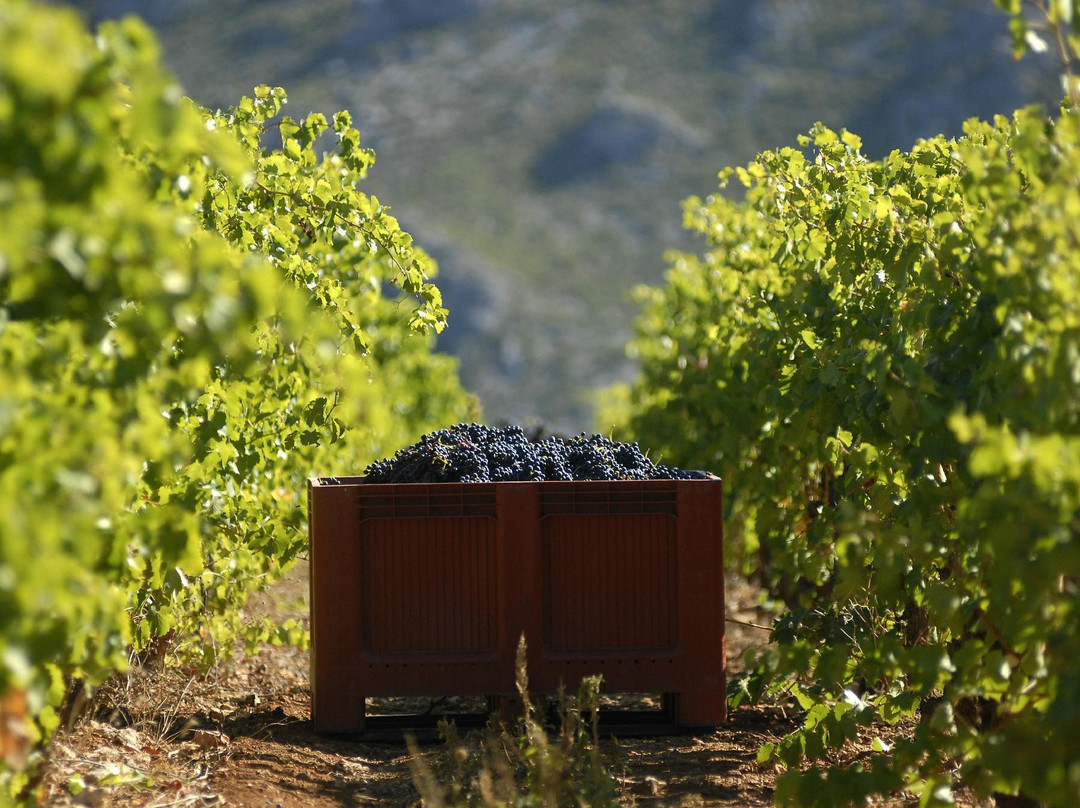 Domaine Virgile Joly景点图片