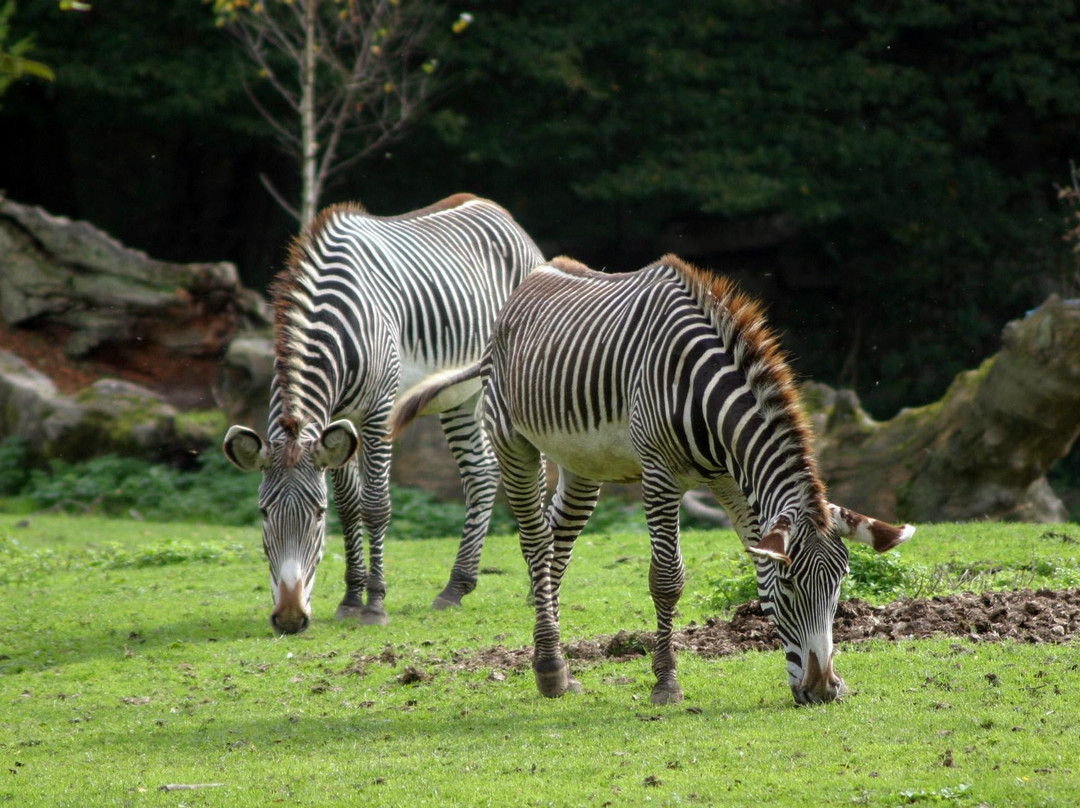 Zoo Salzburg景点图片