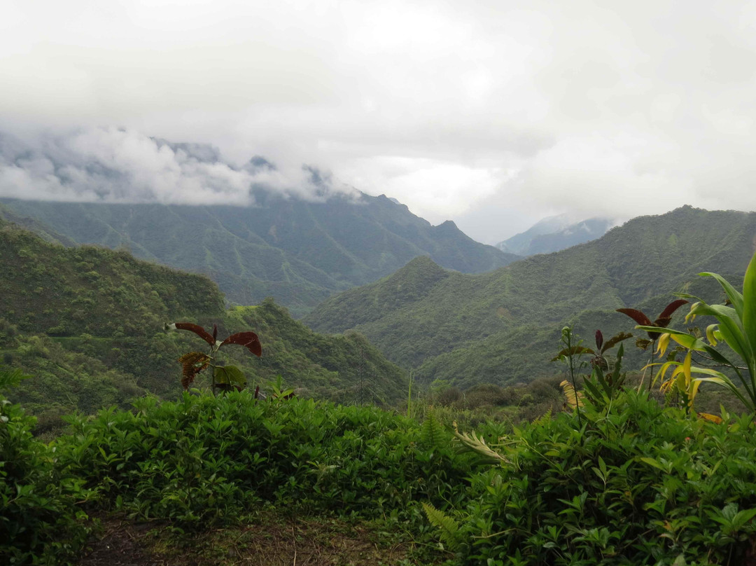 Tahiti Safari Expedition景点图片