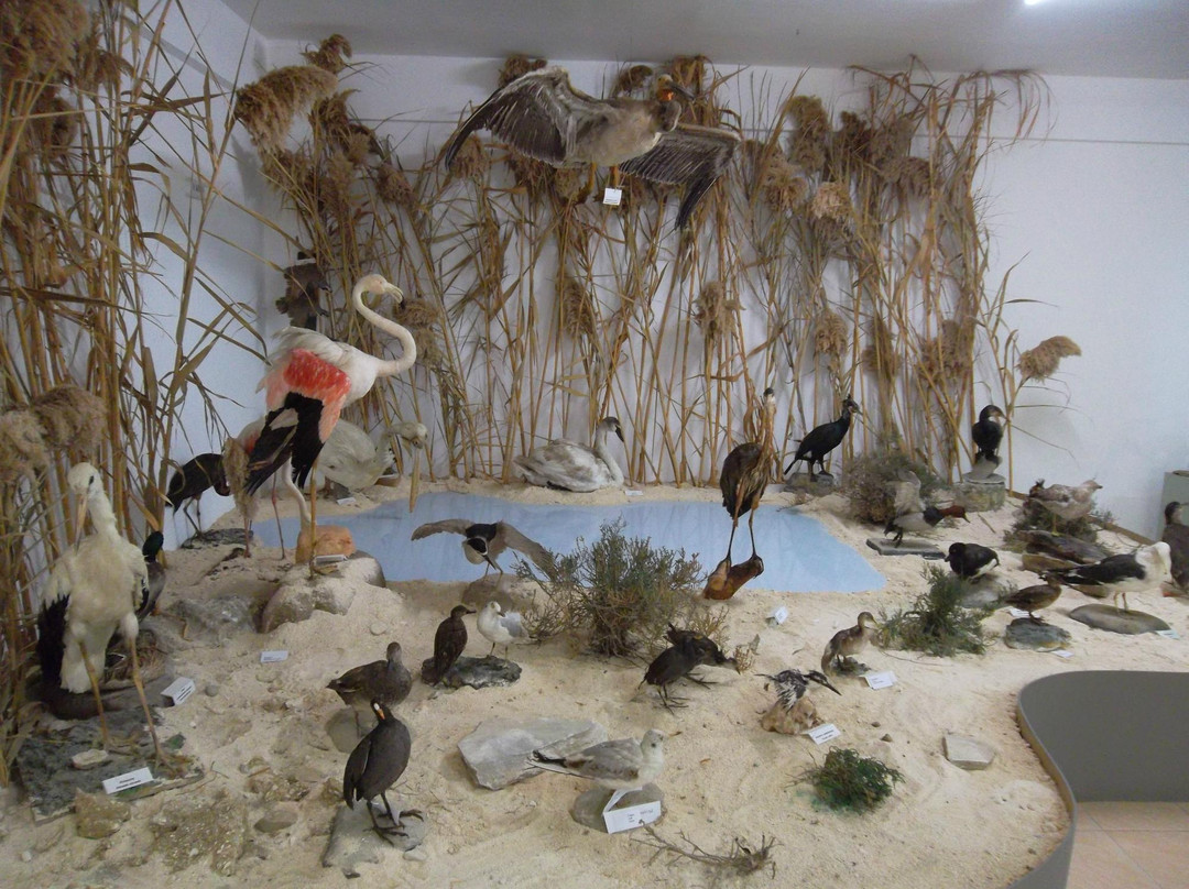 The Museum of Natural History-Pomos必去景点