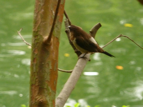 九龙公园-香港必去景点