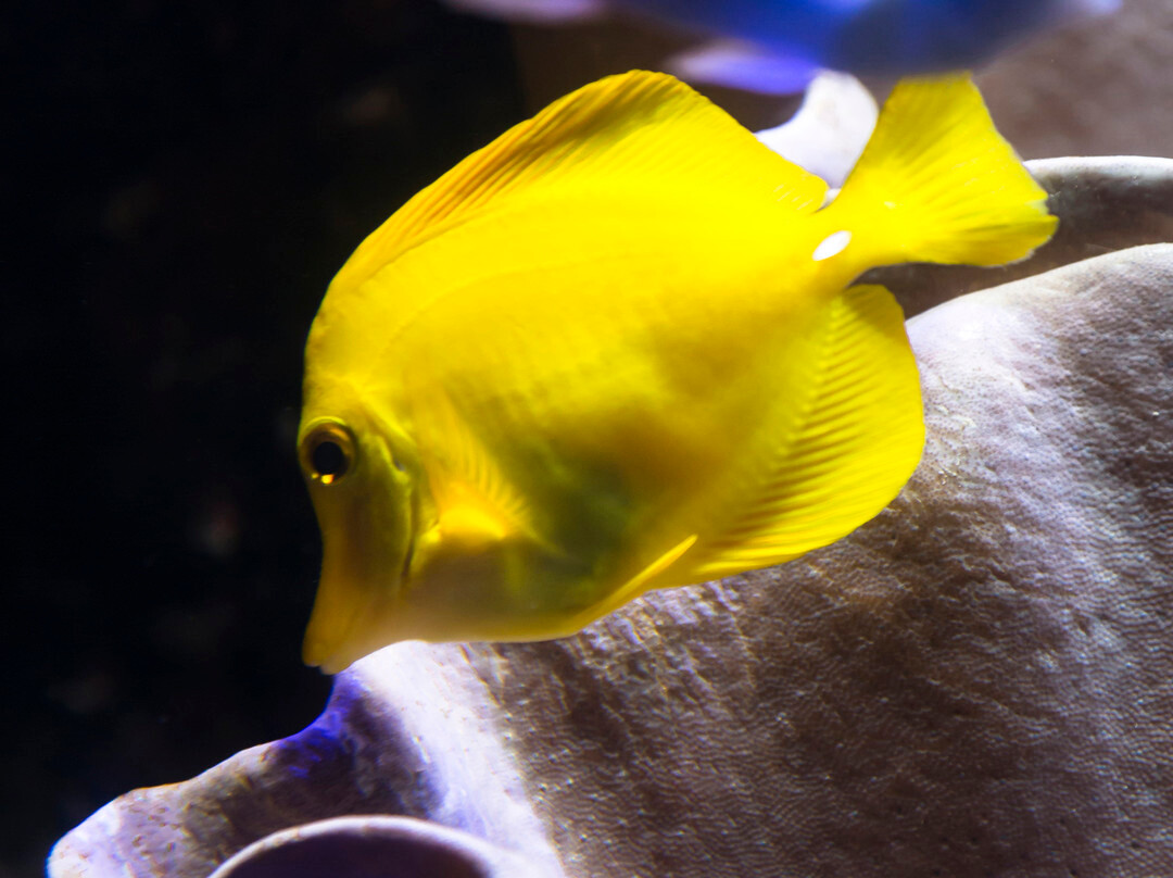 SEA LIFE Oberhausen景点图片