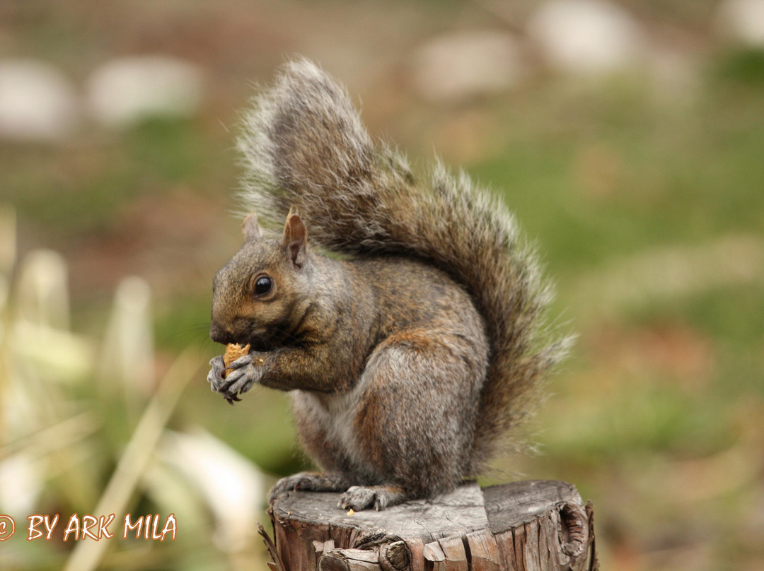 格雷蒂尔湖-多伦多必去景点