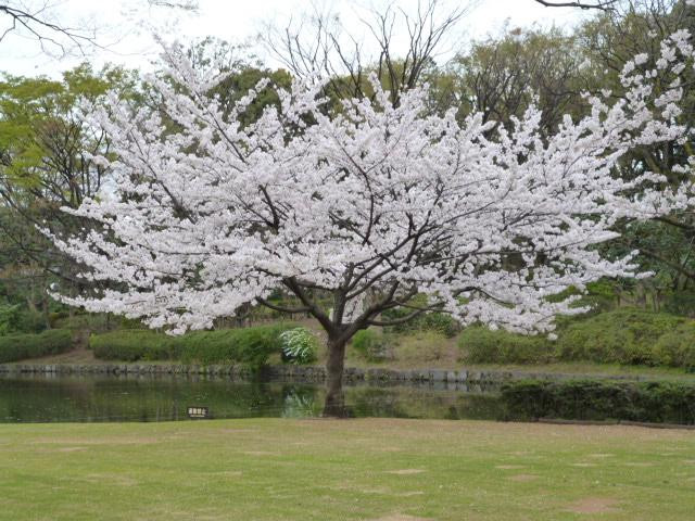 北之丸公园-千代田区必去景点