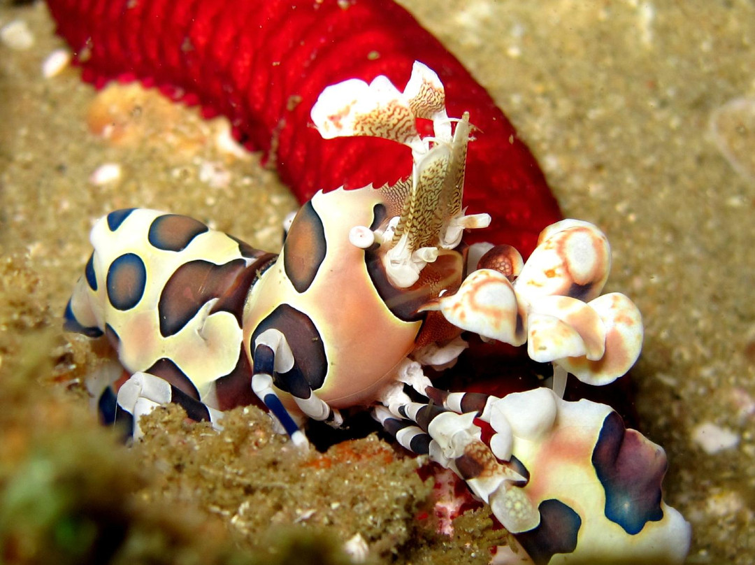 Barra Dive Resort-Inhambane必去景点