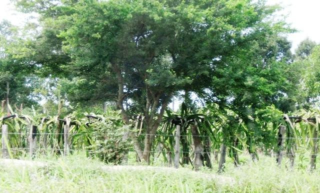 荔枝山国家公园-暹粒省必去景点