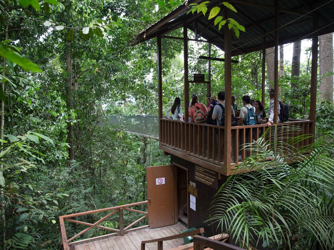 Poring Treetop Canopy Walk-亚庇必去景点