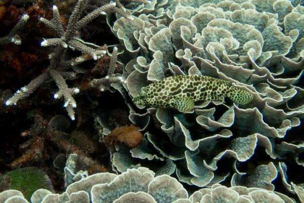 蓝角潜水-蓝梦岛必去景点