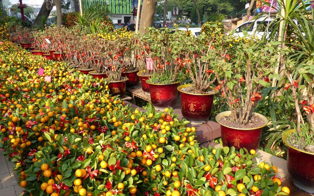 花墟道-香港必去景点
