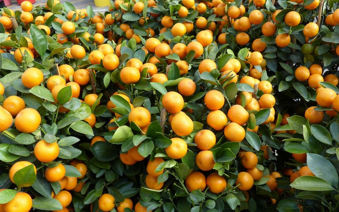 花墟道-香港必去景点