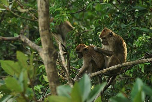 Semporna Proboscis River Cruise-仙本那必去景点