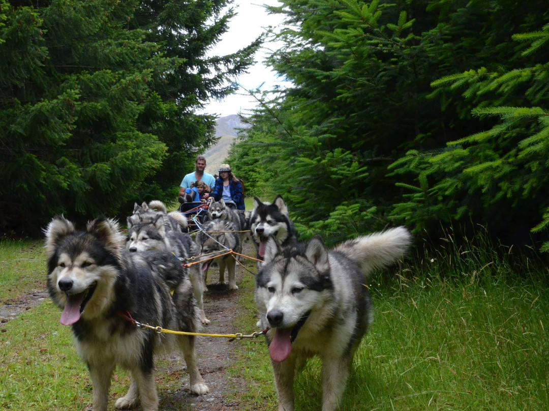 Real Dog Adventures NZ景点图片