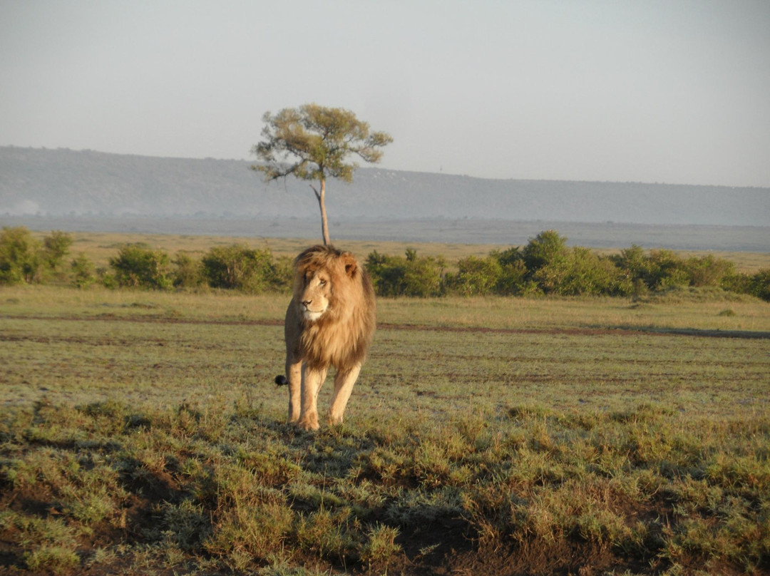 Kingi Safaris - Private Day Tours景点图片