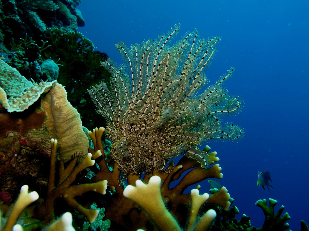 Miguel's Diving Gorontalo景点图片