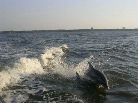 Surf's Up Dolphin Cruises-橙色海湾必去景点