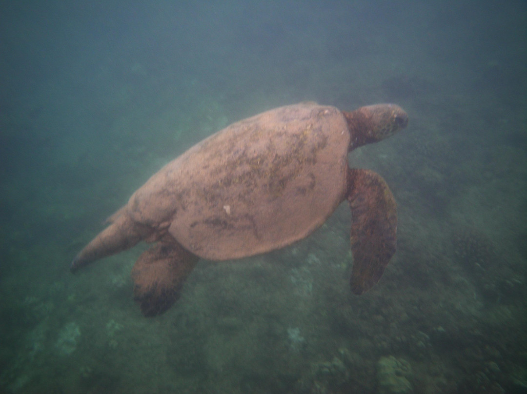 Adventure Tours Hawaii-瓦胡岛必去景点