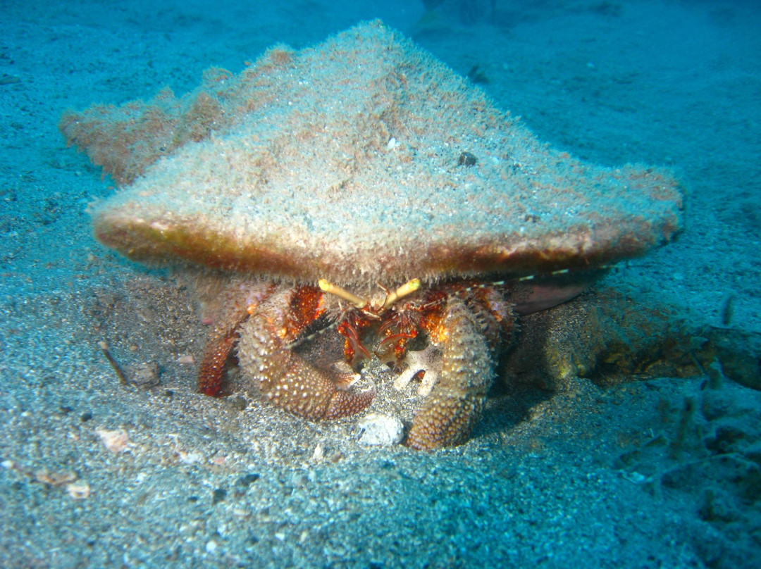 Scubaqua Dive Center-圣尤斯泰希厄斯岛必去景点