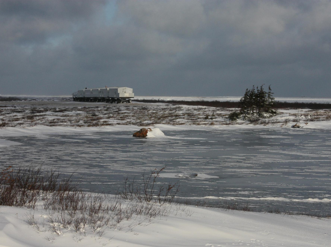 Great White Bear Tundra Lodge